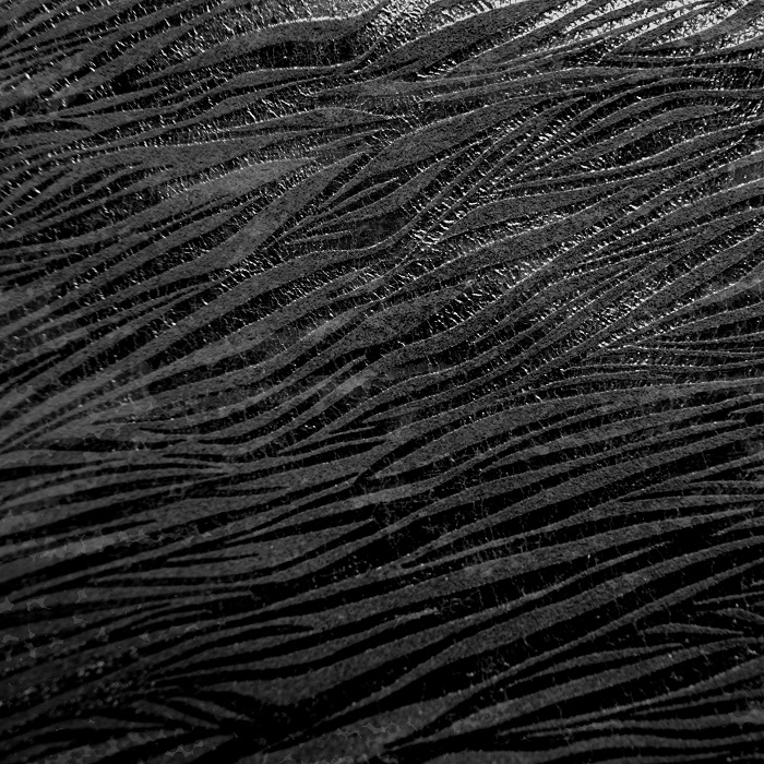 Cebra Noir