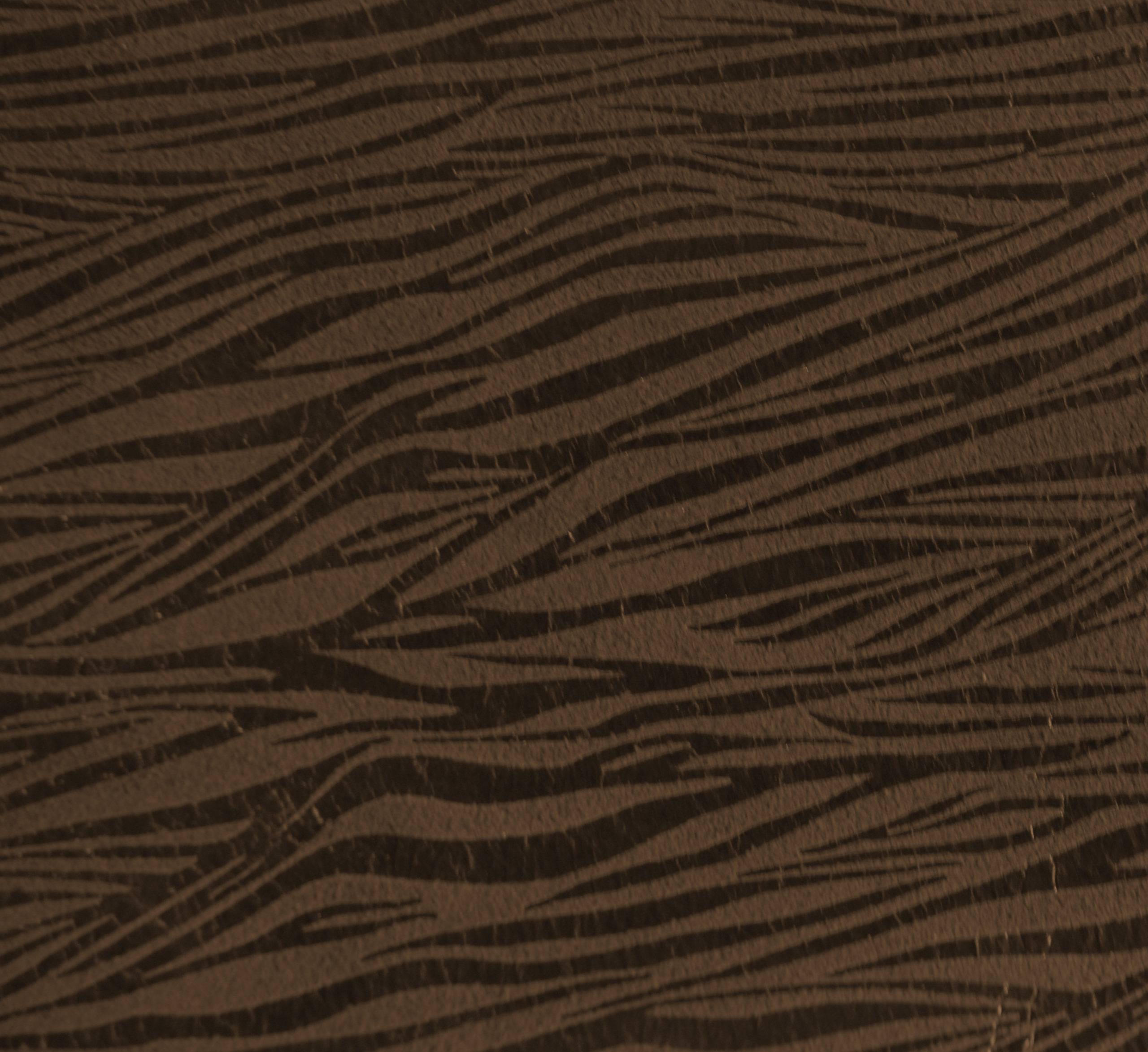 Cebra marron
