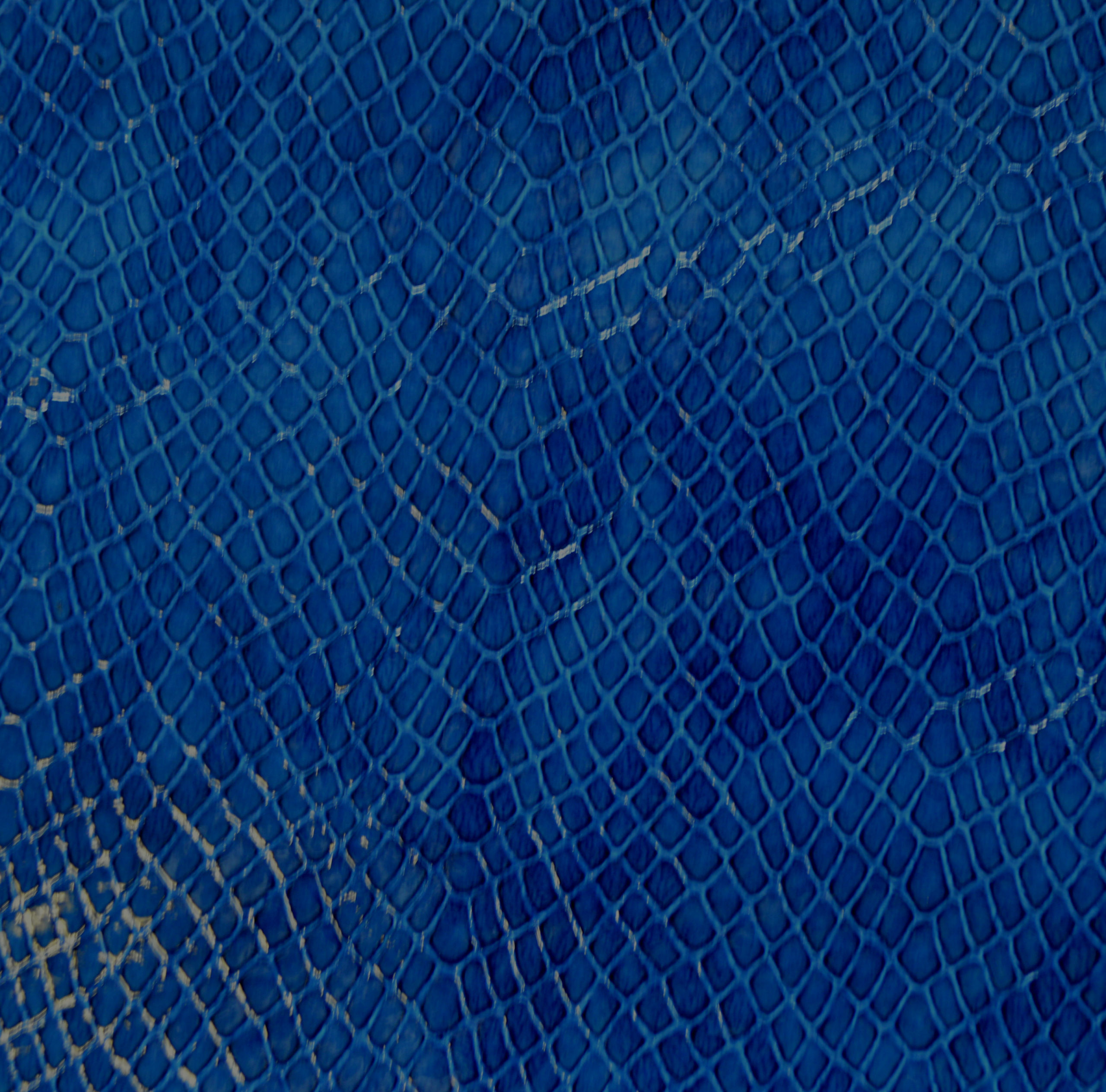 Lezard Bleu
